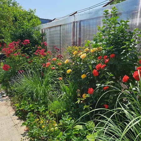 Accommodatie bij particulieren Casa Gabriela *